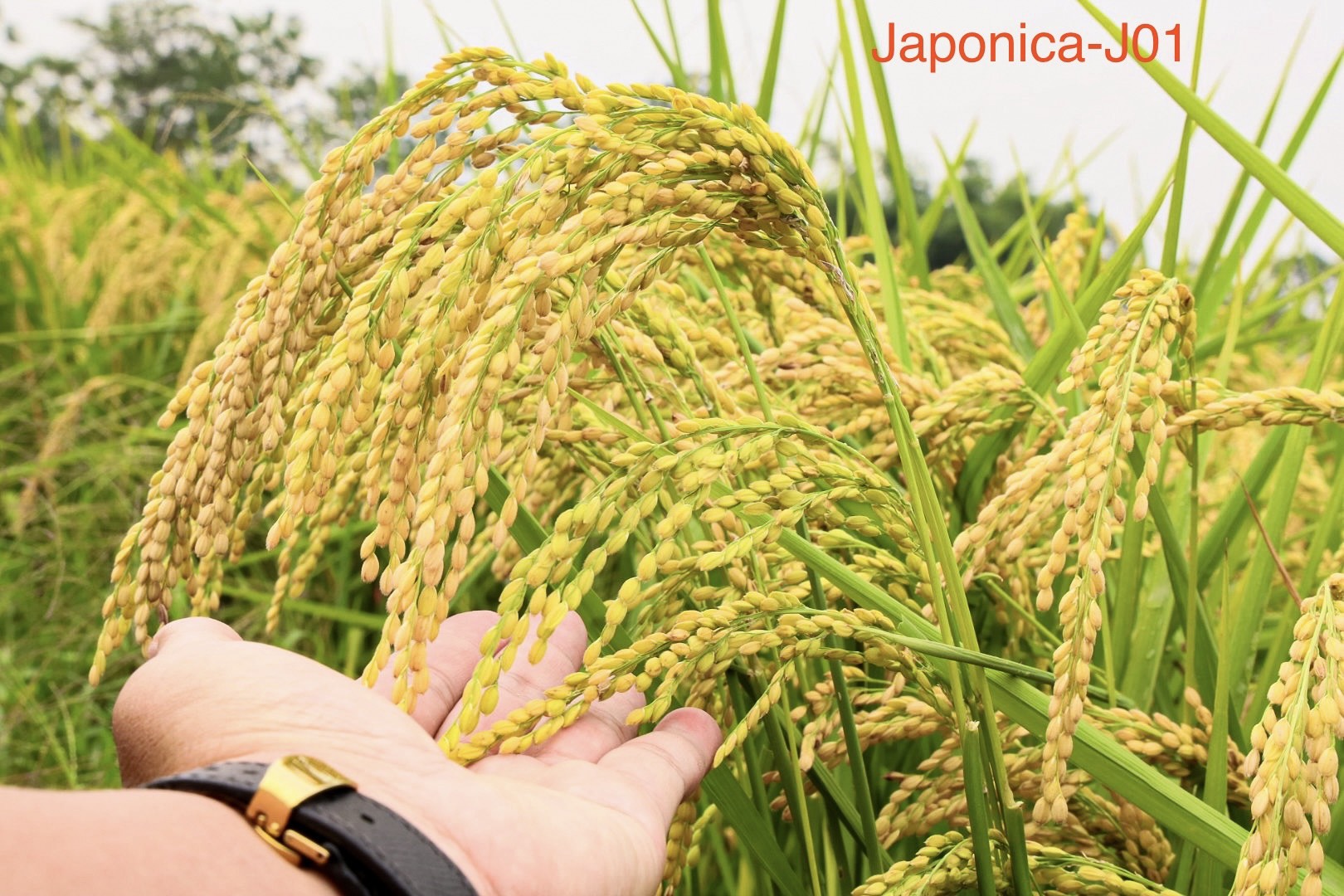 Japonica J01 - Giống lúa đột phá trong sản xuất nông nghiệp tỉnh Phú Thọ- Ảnh 1.