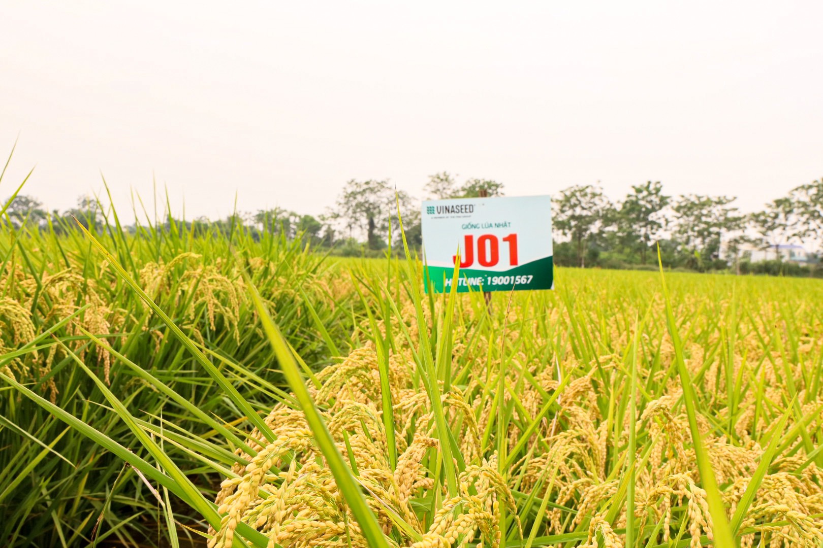 Japonica J01 - Giống lúa đột phá trong sản xuất nông nghiệp tỉnh Phú Thọ- Ảnh 3.