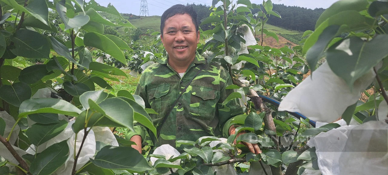 Vườn lê Tai Nung đẹp như tranh của ông nông dân Sơn La, dân tình đang kéo đến "check in" như trẩy hội- Ảnh 8.