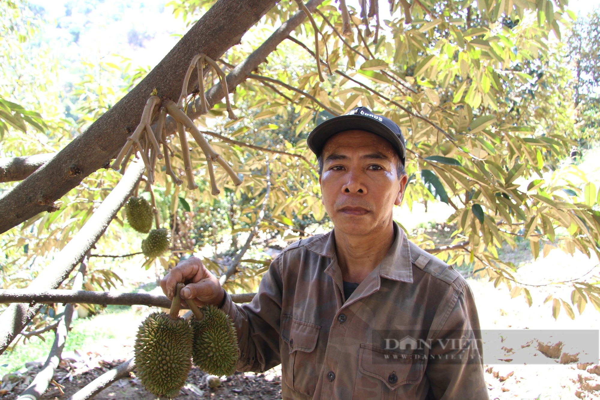 Lãnh đạo UBND tỉnh Ninh Thuận chỉ đạo ứng phó tỉnh trạng hạn hán khiến sầu riêng nguy cơ chết héo- Ảnh 4.