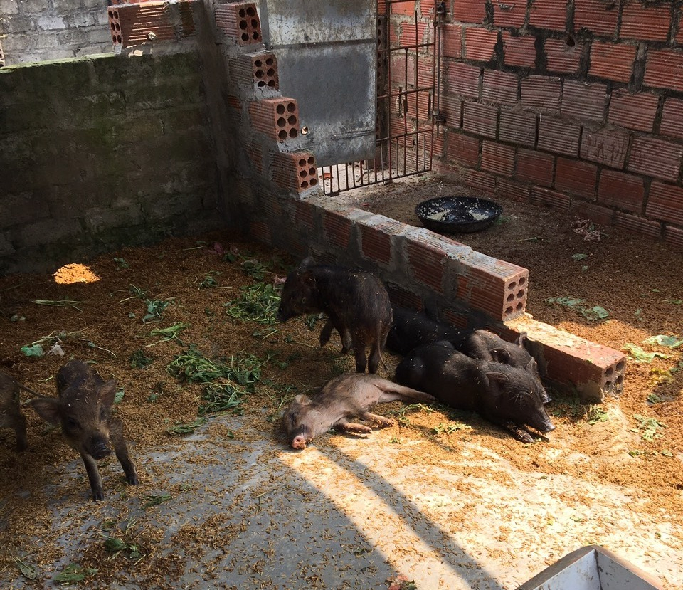 Xuất hiện ổ dịch tả lợn châu Phi tại Quảng Ninh, một đàn 82 con đã chết 55 con- Ảnh 1.