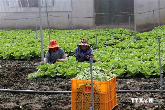 Ở Tiền Giang dân trồng rau, cắt đến đâu bán hết veo, cứ 1ha lời hơn 300 triệu- Ảnh 7.