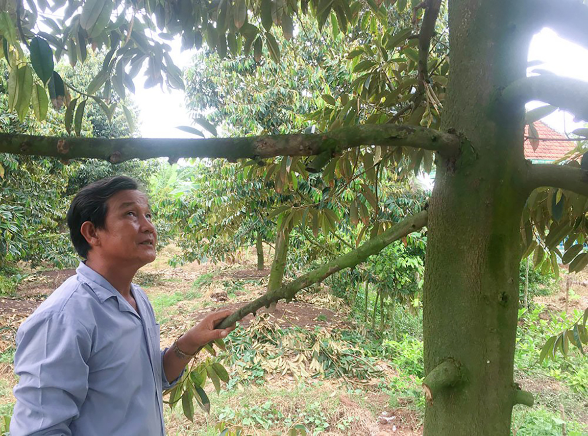Đây là "cây tiền tỷ" đang trồng thành công ở An Giang, nay được mùa, dân bẻ trái bán giá tốt- Ảnh 2.