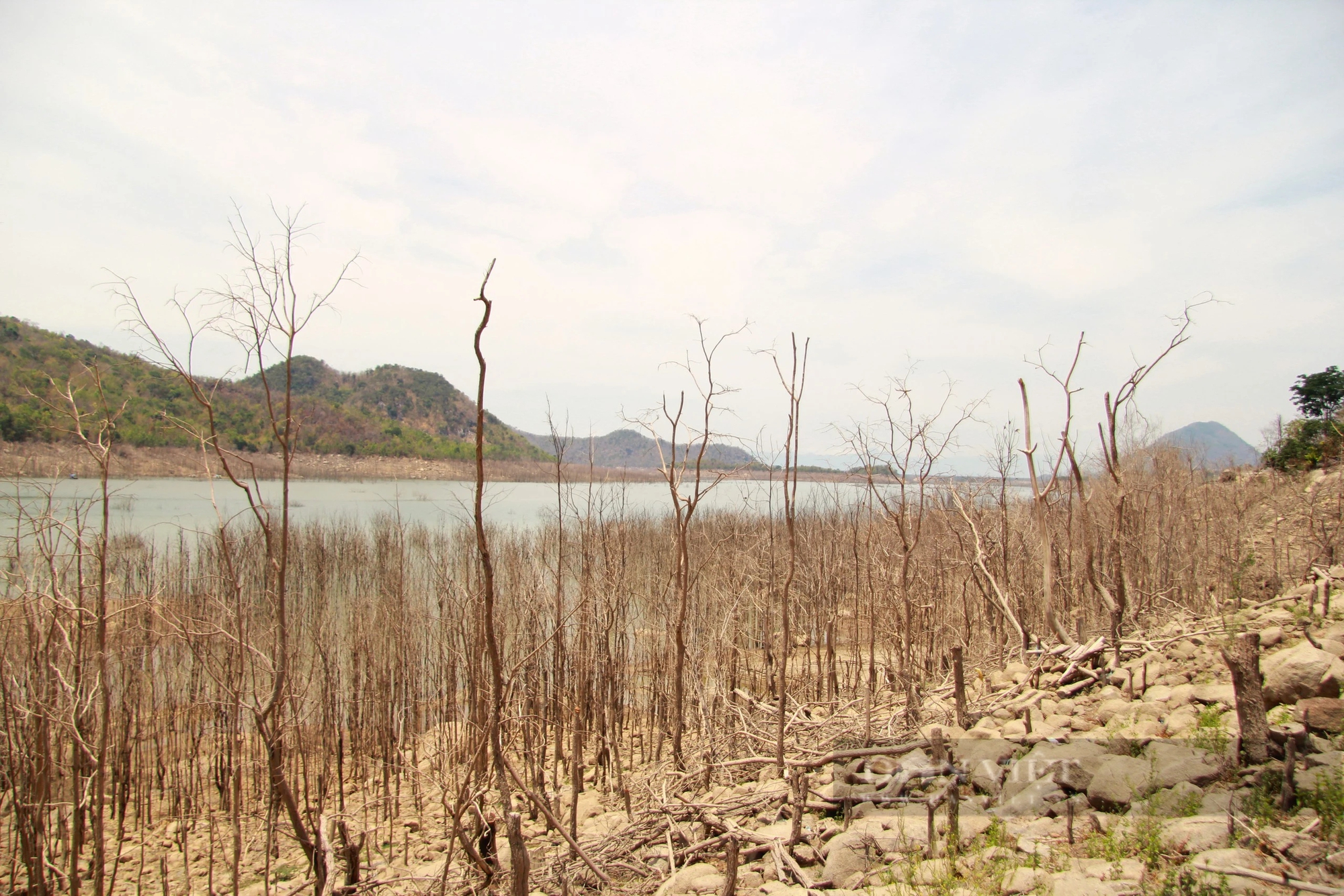 Một dòng sông, một cái hồ ví là trái tim thủy lợi ở Ninh Thuận đang "lịm đi" bởi thiếu nước- Ảnh 8.