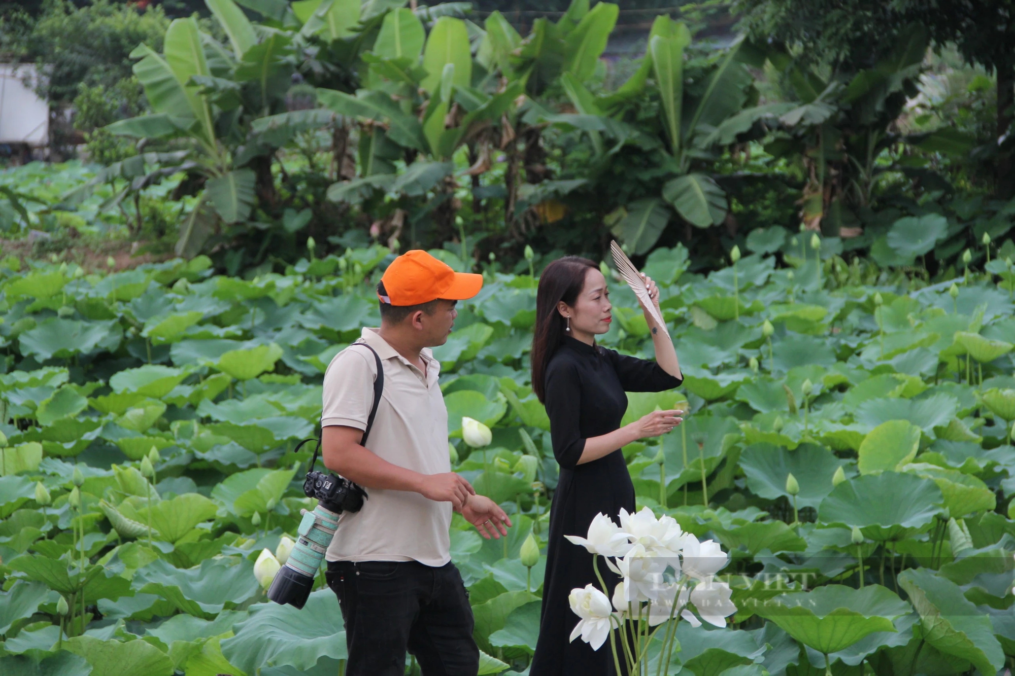 Hà Nội: Sen Hồ Tây vào mùa, dịch vụ chụp ảnh được dịp “bội thu”- Ảnh 1.