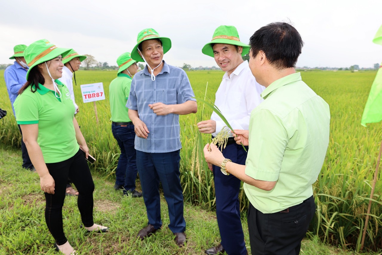 Vì sao TBR87 được coi là một trong những giống lúa tiên tiến, cho năng suất cao, khả năng chịu sâu bệnh cực tốt?- Ảnh 1.