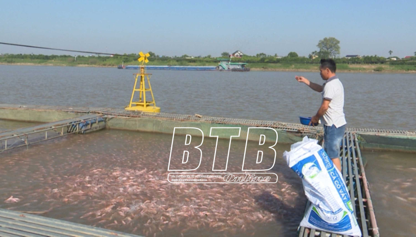 Ở các dòng sông nổi tiếng Thái Bình, dân nuôi cá lồng kiểu gì mà dày đặc, tiền lời cao gấp 4 lần nuôi ao?- Ảnh 2.