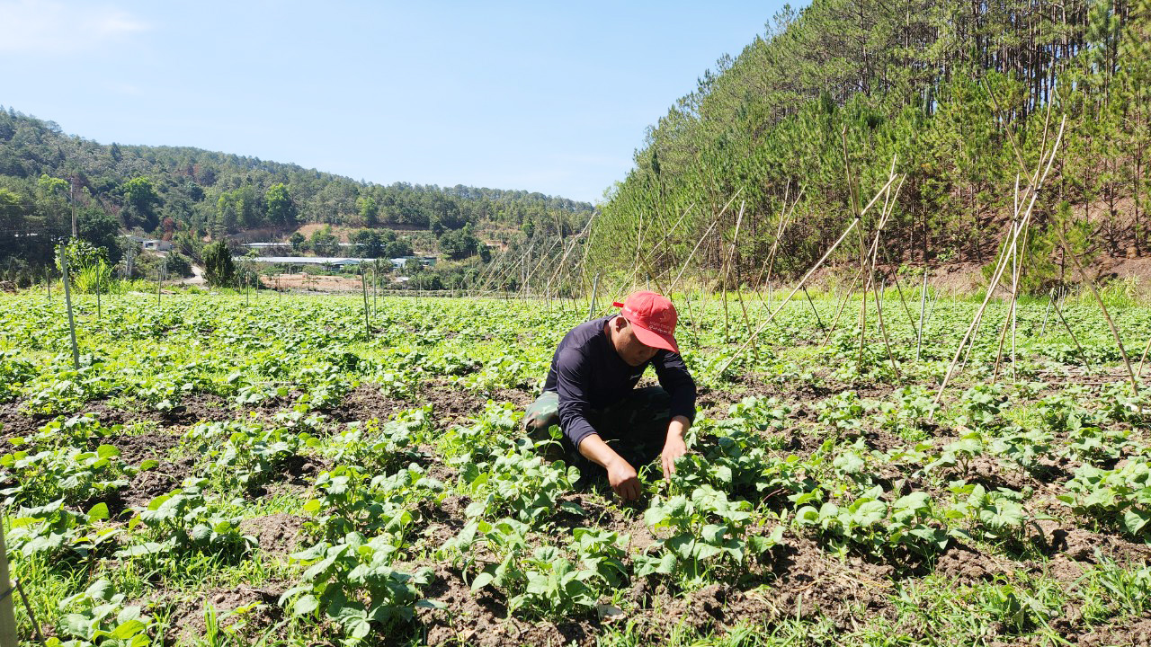 Ở Lâm Đồng có một anh thiếu tá mê trồng rau hữu cơ, tạo việc làm, thu nhập tốt cho 10 người khác- Ảnh 2.