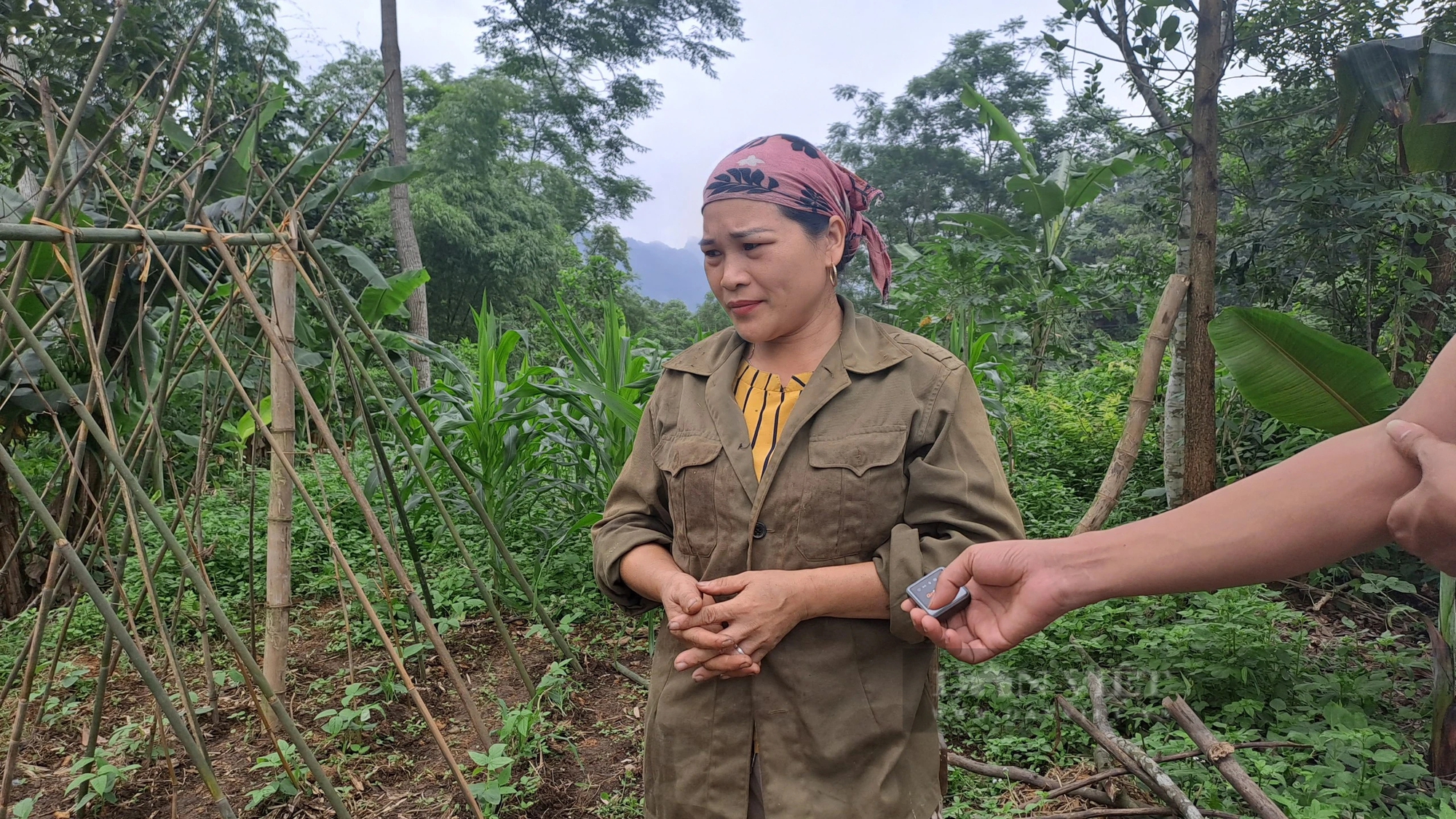 Thái Nguyên: Trại lợn 