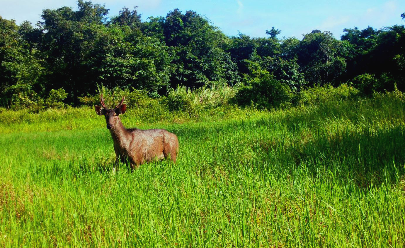 Vô một khu rừng ở Kon Tum thấy con thú lạ, có 112 loài thú rừng quý, hiếm được ghi trong Sách đỏ- Ảnh 1.