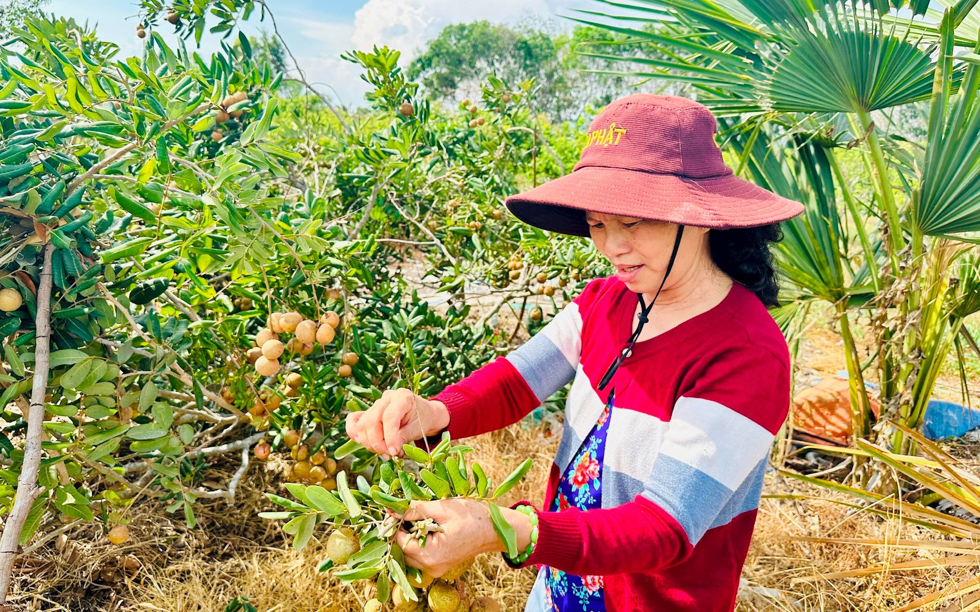 Một cây đặc sản, trồng ở một xã của Bình Thuận, sao vườn ra trái quá trời, vườn đang 