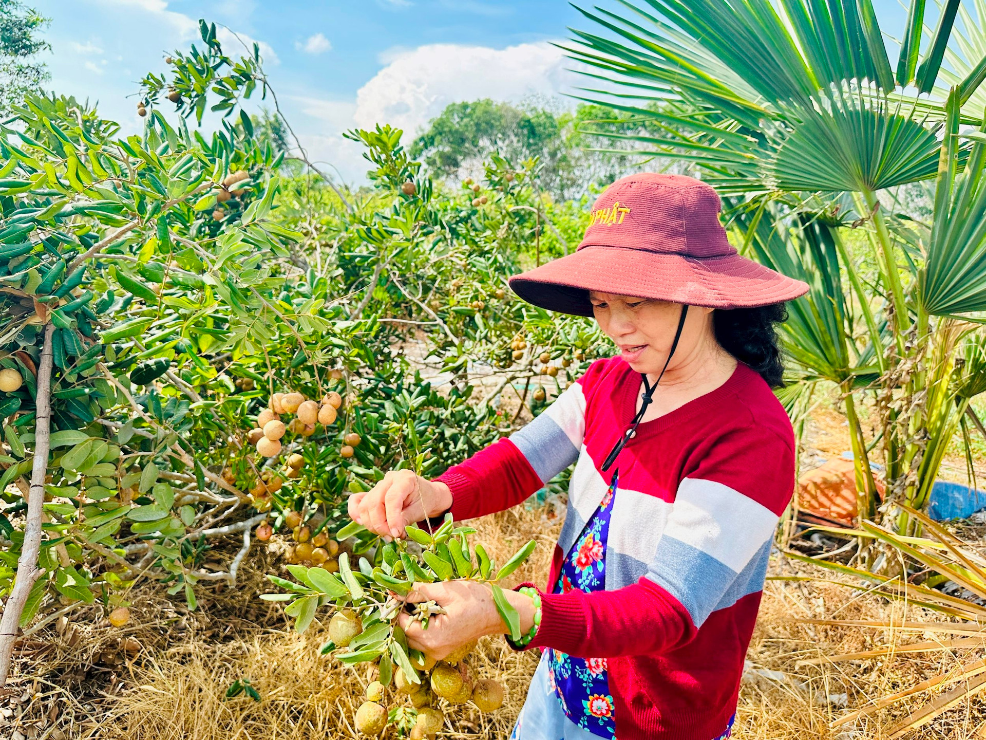 Một cây đặc sản, trồng ở một xã của Bình Thuận, sao vườn ra trái quá trời, vườn đang 