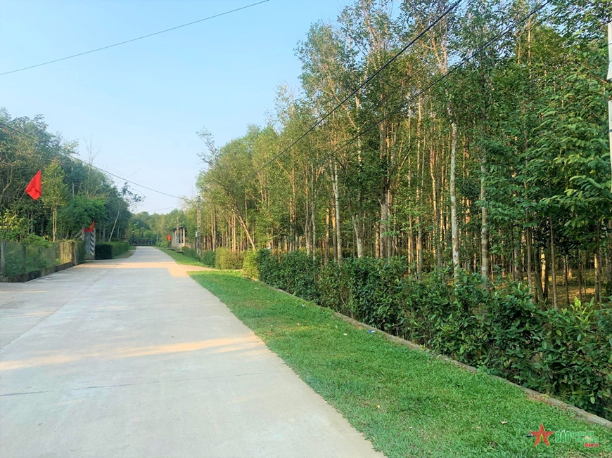 Đem một loại cây quý ở trong rừng về trồng tại vườn nhà, nhiều người dân Hương Khê giàu lên nhanh chóng- Ảnh 3.