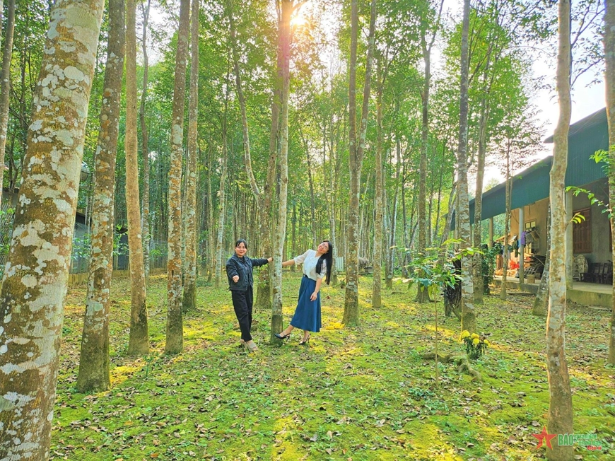 Đem một loại cây quý ở trong rừng về trồng tại vườn nhà, nhiều người dân Hương Khê giàu lên nhanh chóng- Ảnh 4.