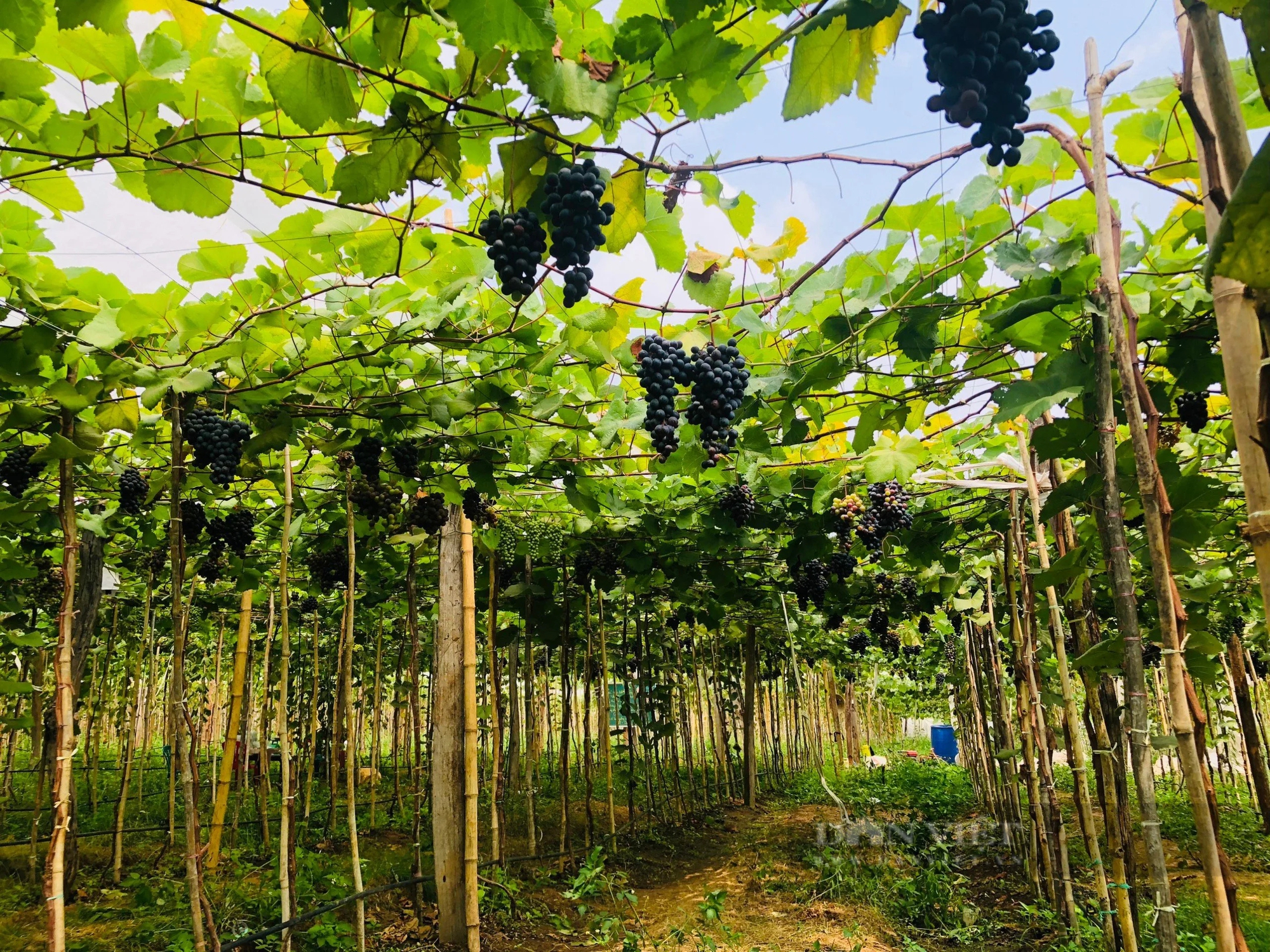 Một vườn nho chín đen nhìn đâu cũng ra trái ở Gia Lai, anh nông dân bán hàng trăm ngàn đồng/kg- Ảnh 1.