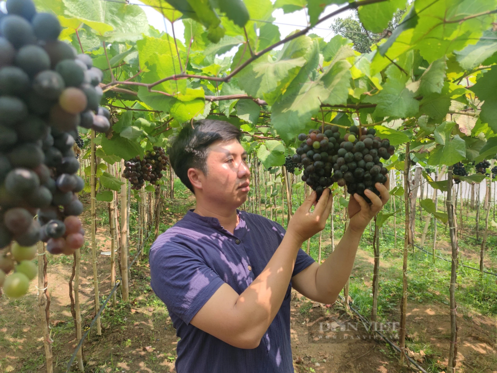 Một vườn nho chín đen nhìn đâu cũng ra trái ở Gia Lai, anh nông dân bán hàng trăm ngàn đồng/kg- Ảnh 2.