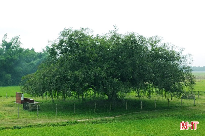 Cây sanh cổ thụ hơn 500 năm tuổi có nhiều ụ nổi, lớp vỏ sần sùi, rêu xanh khắp các cành cây ở Hà Tĩnh- Ảnh 1.