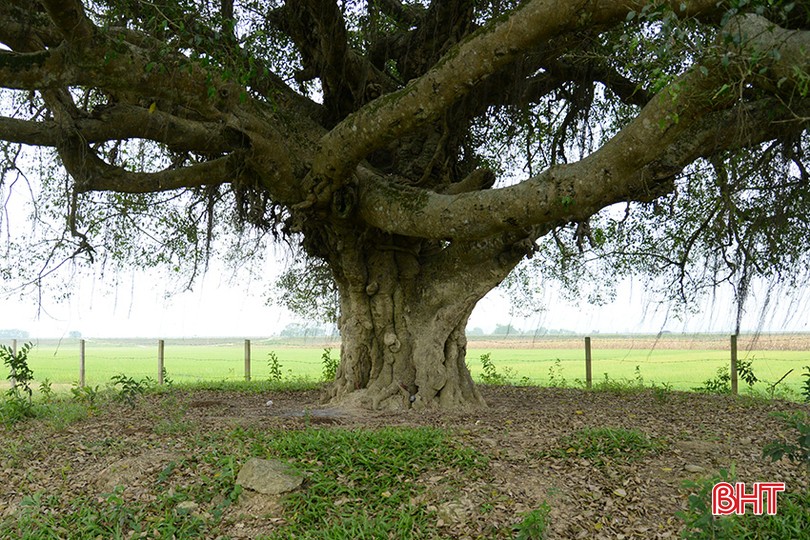 Cây sanh cổ thụ hơn 500 năm tuổi có nhiều ụ nổi, lớp vỏ sần sùi, rêu xanh khắp các cành cây ở Hà Tĩnh- Ảnh 10.
