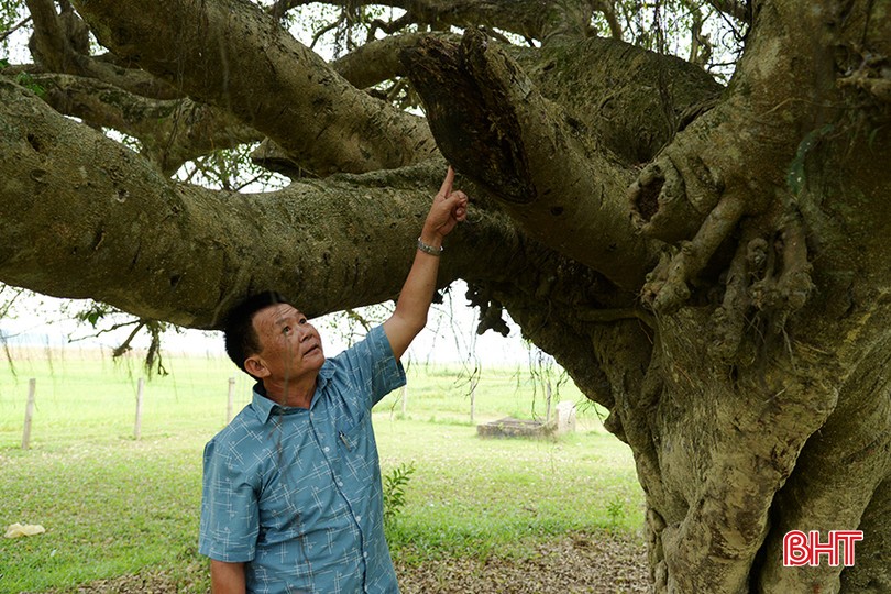 Cây sanh cổ thụ hơn 500 năm tuổi có nhiều ụ nổi, lớp vỏ sần sùi, rêu xanh khắp các cành cây ở Hà Tĩnh- Ảnh 3.