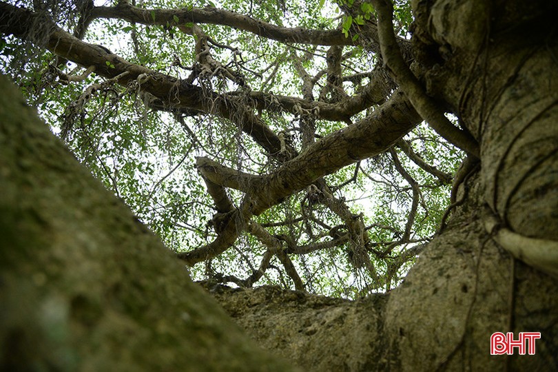 Cây sanh cổ thụ hơn 500 năm tuổi có nhiều ụ nổi, lớp vỏ sần sùi, rêu xanh khắp các cành cây ở Hà Tĩnh- Ảnh 4.