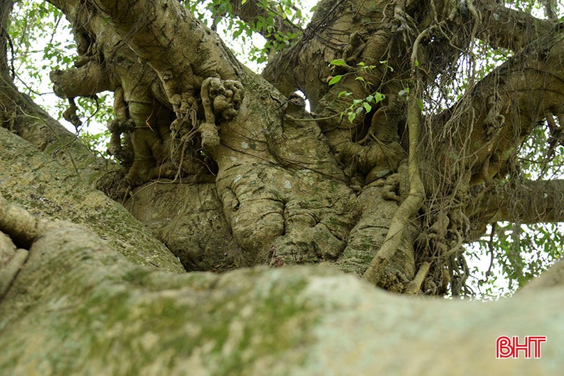 Cây sanh cổ thụ hơn 500 năm tuổi có nhiều ụ nổi, lớp vỏ sần sùi, rêu xanh khắp các cành cây ở Hà Tĩnh- Ảnh 6.