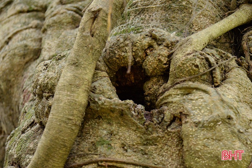 Cây sanh cổ thụ hơn 500 năm tuổi có nhiều ụ nổi, lớp vỏ sần sùi, rêu xanh khắp các cành cây ở Hà Tĩnh- Ảnh 8.