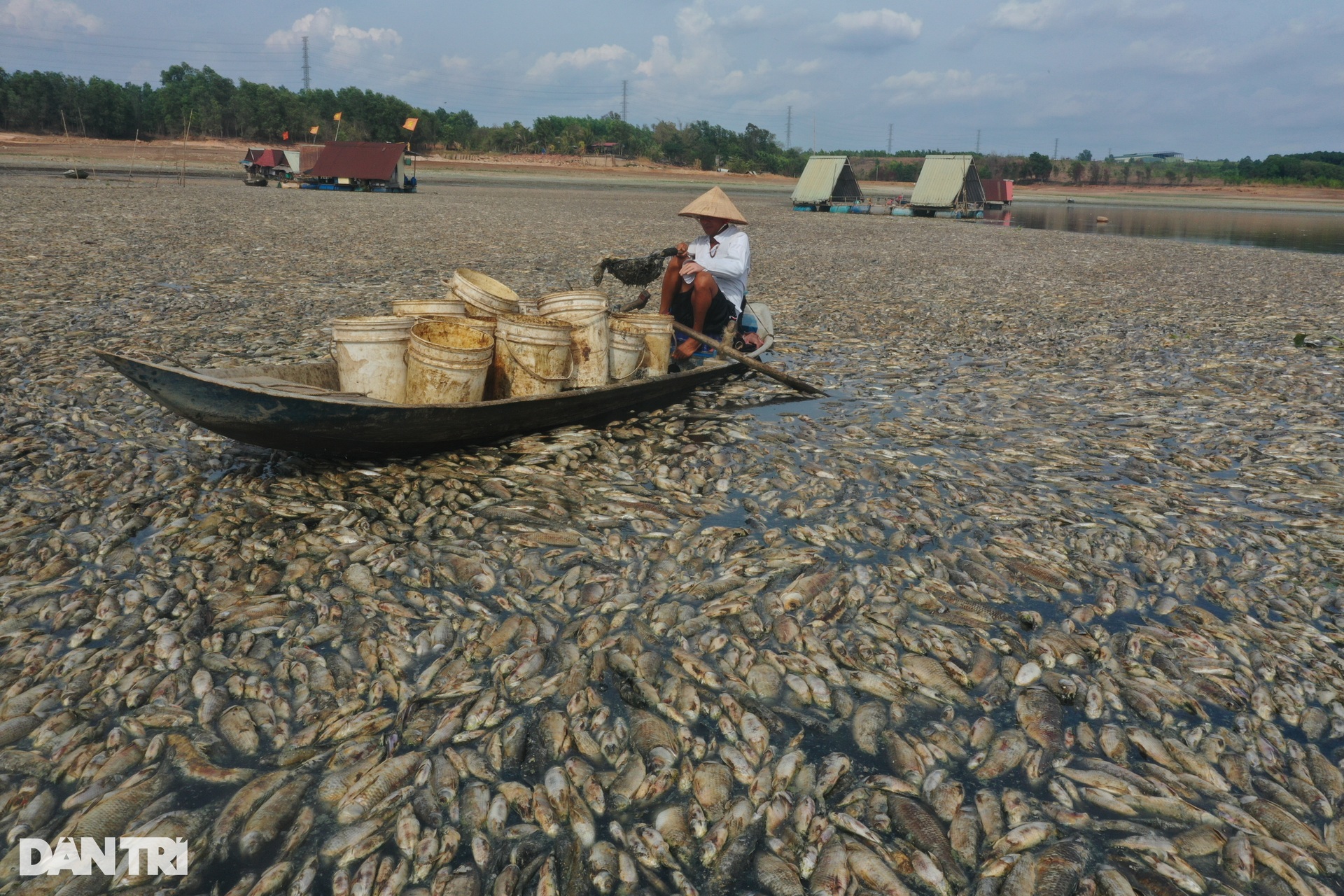Nước cạn đáy, 200 tấn cá chết trắng hồ Sông Mây- Ảnh 2.