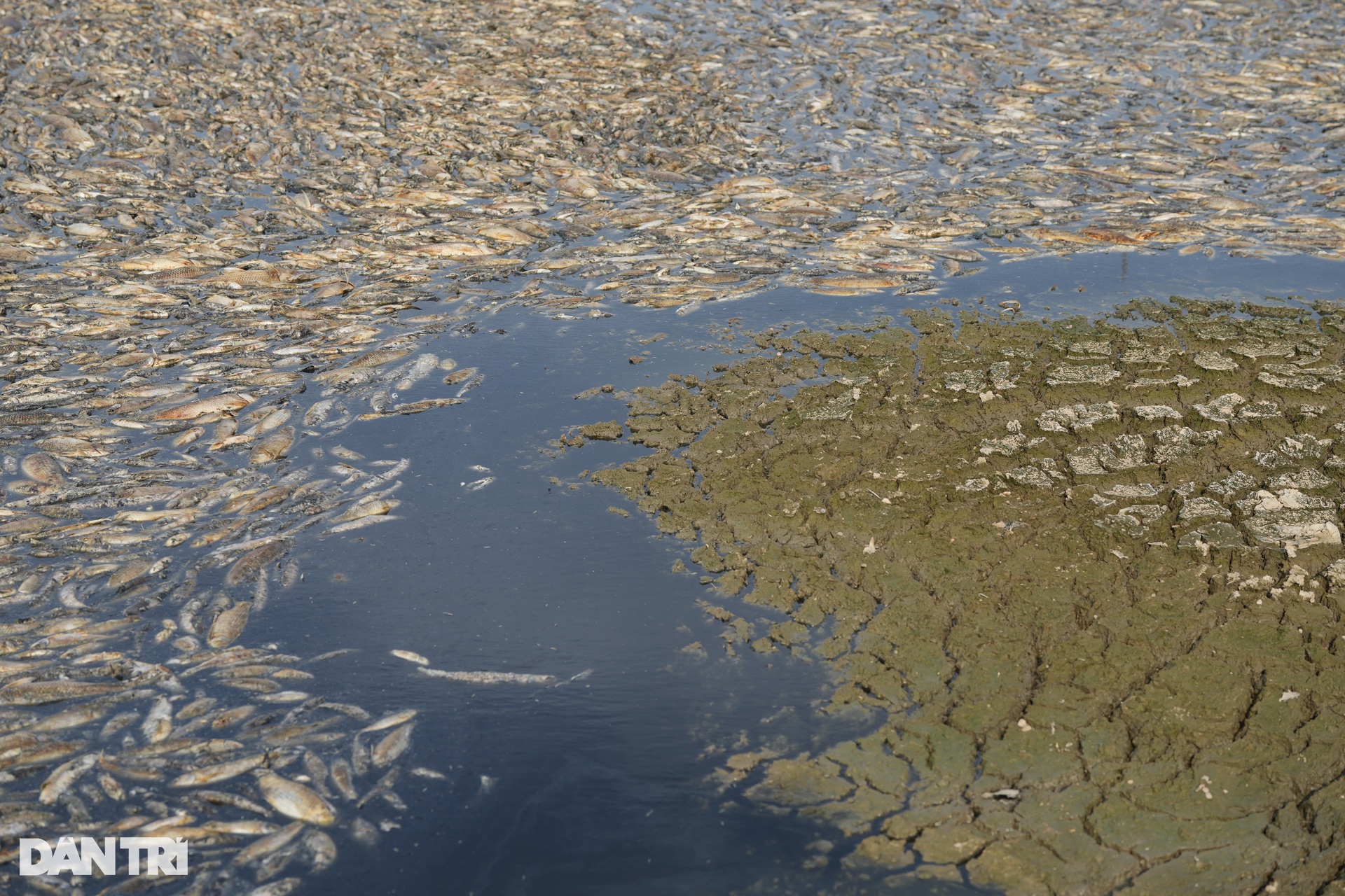 Nước cạn đáy, 200 tấn cá chết trắng hồ Sông Mây- Ảnh 9.