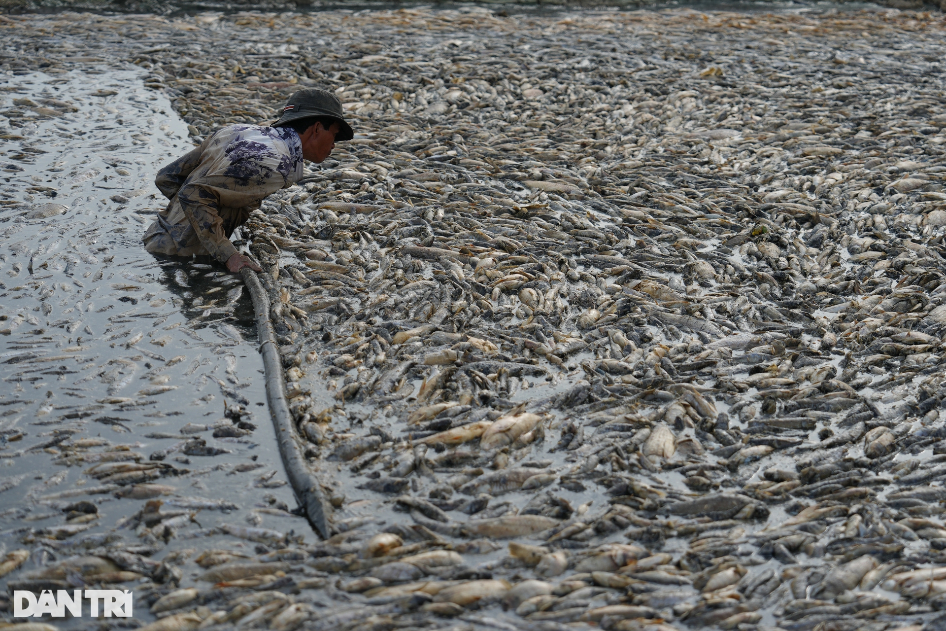Nước cạn đáy, 200 tấn cá chết trắng hồ Sông Mây- Ảnh 7.