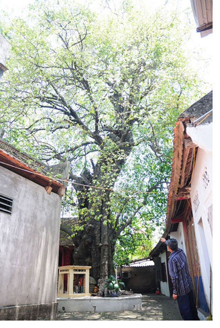 Một làng cổ Bắc Ninh có trống sấm, cây cổ thụ gần 600 năm tuổi, dãi dầu mưa nắng vẫn "sinh con đẻ cái"- Ảnh 1.
