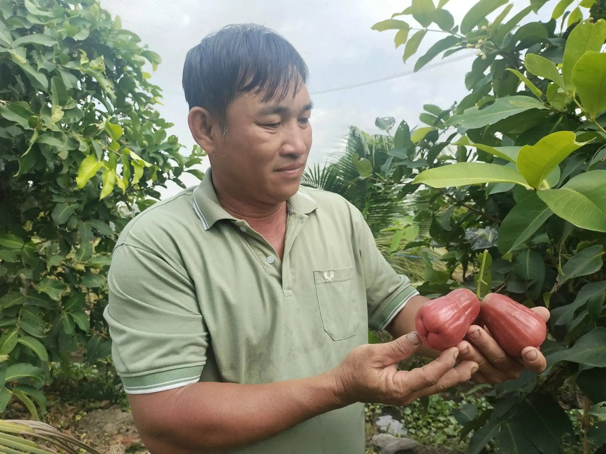 Đây là cây trồng mới nhất ra trái ngon màu hồng, giòn, ngọt, anh nông dân Vĩnh Long bán 40.000 đồng/kg- Ảnh 1.