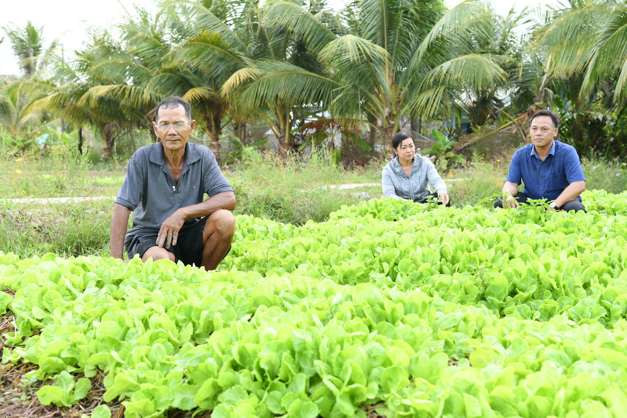 Nông dân một xã ở Sóc Trăng lấy nước ở đâu, tưới mát thế nào mà cánh đồng rau tốt tươi, đẹp mã?- Ảnh 1.