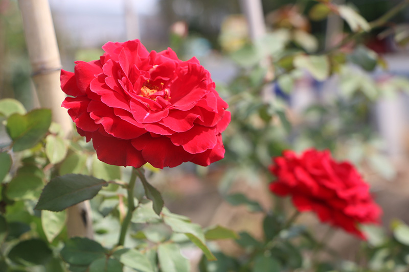 Bên một dòng sông thơ mộng ở Đồng Tháp, bước vô vườn hoa hồng đẹp như phim, la liệt loài hoa hồng cổ- Ảnh 2.