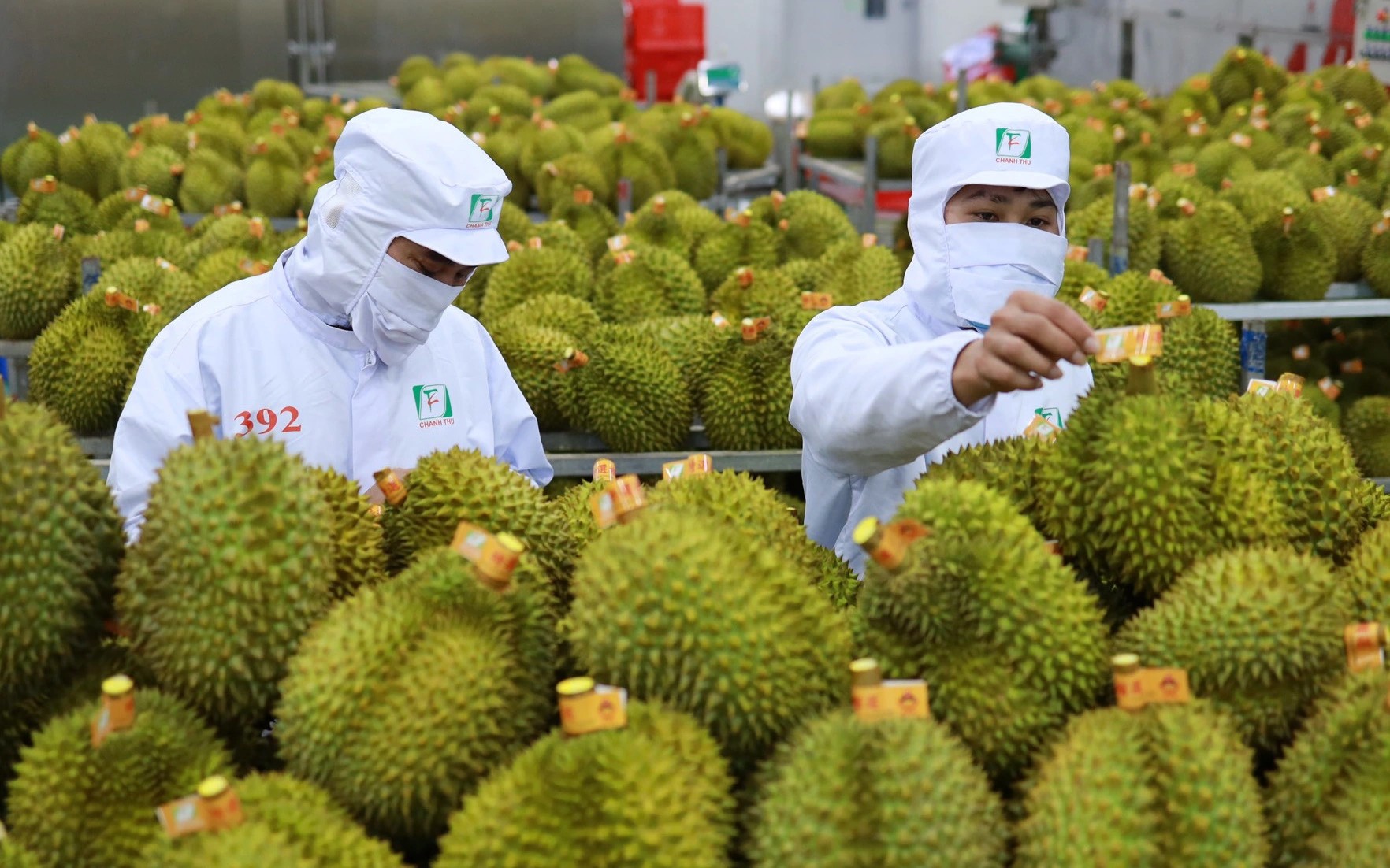 Xuất khẩu rau quả "bùng nổ" khi mang về 1,8 tỷ USD, chuyên gia nói Trung Quốc vẫn "khát" sầu riêng- Ảnh 1.