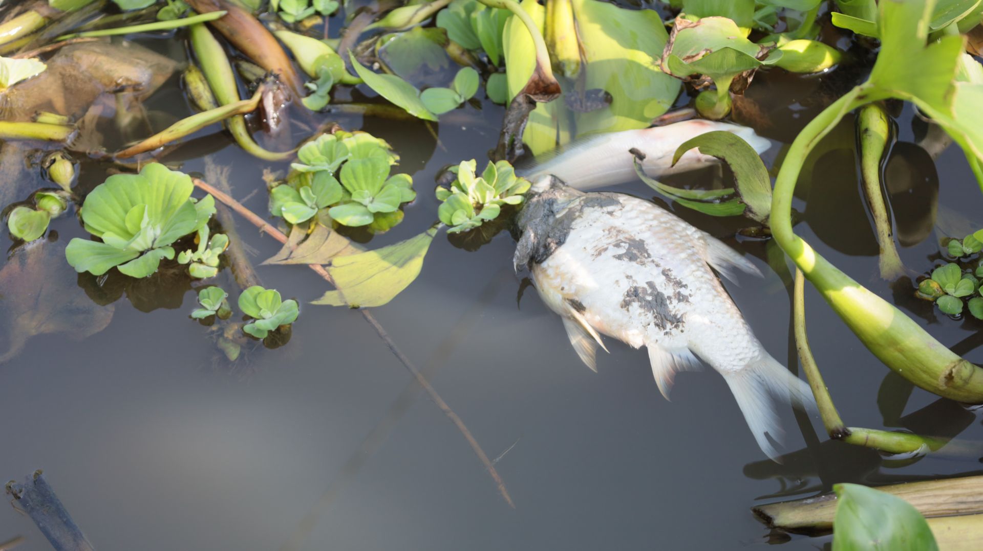 Cá chốt, cá chạch, cá lòng tong...nổi đầu, chết bất thường trên một dòng sông nổi tiếng Tây Ninh- Ảnh 1.