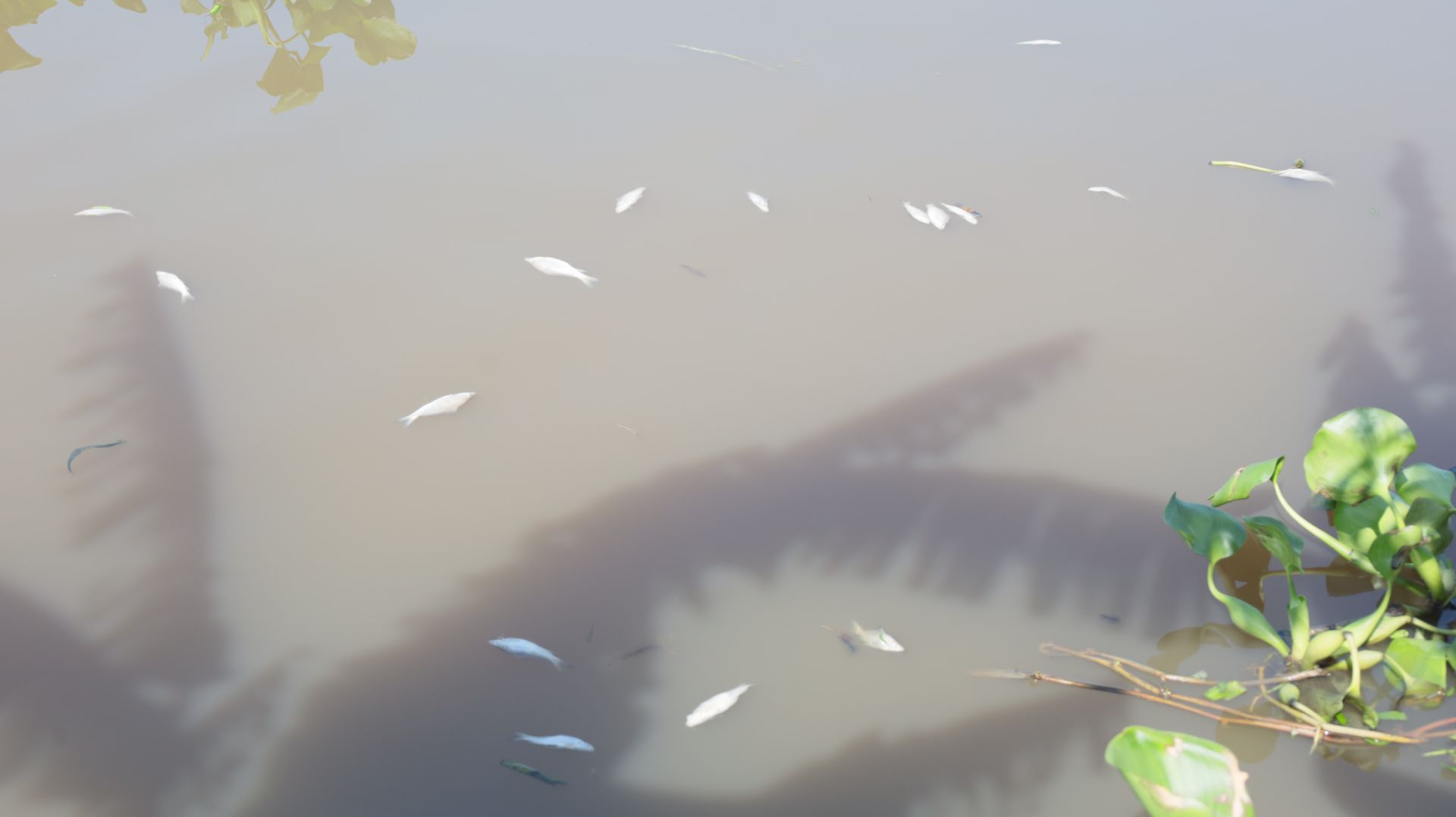 Cá chốt, cá chạch, cá lòng tong...nổi đầu, chết bất thường trên một dòng sông nổi tiếng Tây Ninh- Ảnh 3.