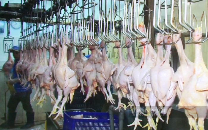 Tỉnh Tây Ninh đang tổ chức xây dựng chuỗi sản xuất thịt gà an toàn để tiếp cận thị trường Halal. Ảnh: Nguyên Vỹ