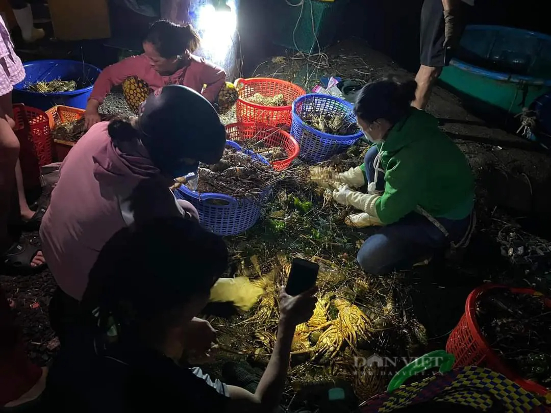 Người dân ở Phú Yên đau đớn nhìn hơn 61 tấn tôm hùm chết hàng loạt, bán vội chỉ được 50.000 đồng/kg - Ảnh 1.