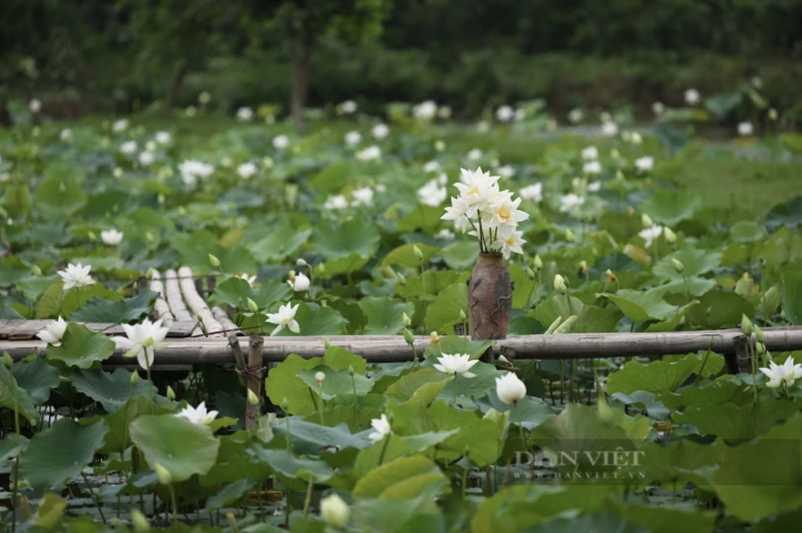 Hàng nghìn bông sen trắng khoe sắc hút du khách check-in ở Hà Nội- Ảnh 2.