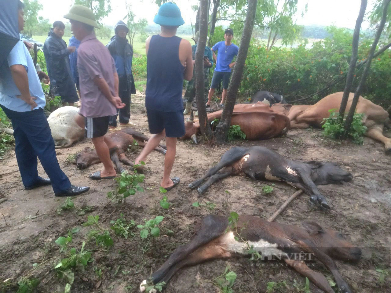 Sau một tiếng sét chói tai, 8 con bò của một nông dân Quảng Bình bị cháy xém, rõ khổ!- Ảnh 1.