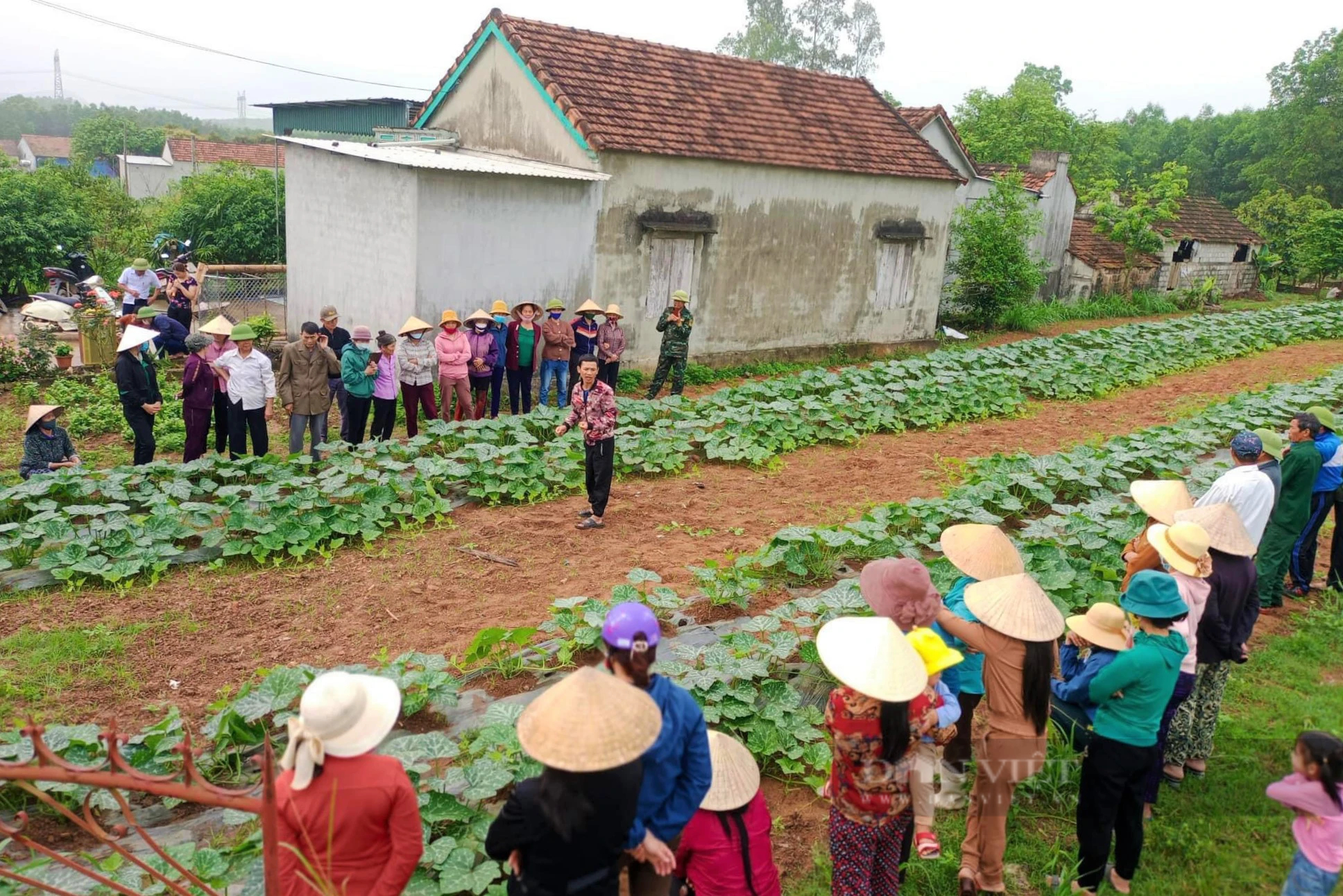 Xã này ở Nghệ An trồng thứ cây gì mà trái ra quá trời, thứ treo chi chít, thứ nằm lổm ngổm, no con mắt- Ảnh 1.