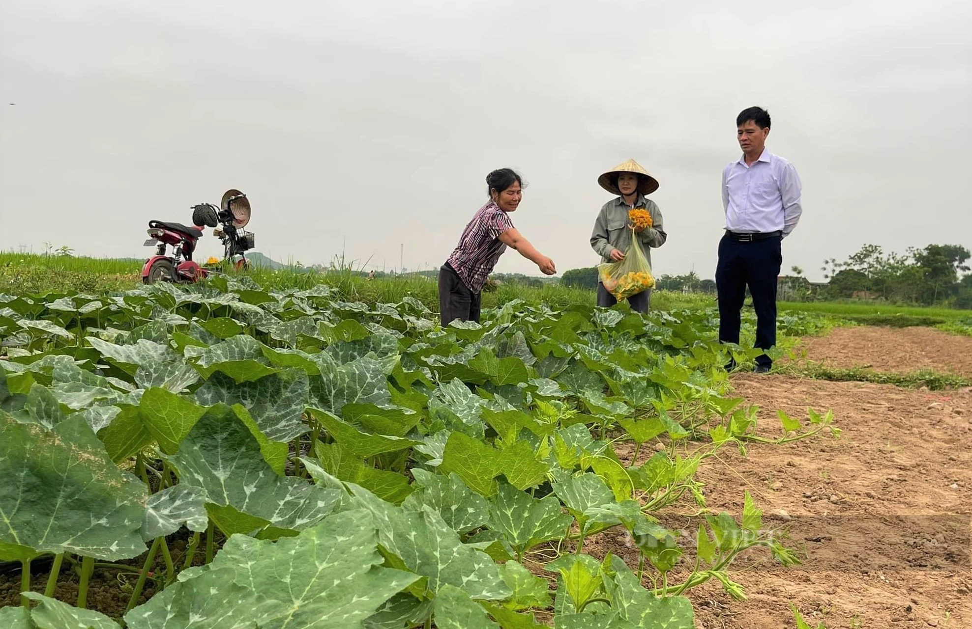 Xã này ở Nghệ An trồng thứ cây gì mà trái ra quá trời, thứ treo chi chít, thứ nằm lổm ngổm, no con mắt- Ảnh 5.