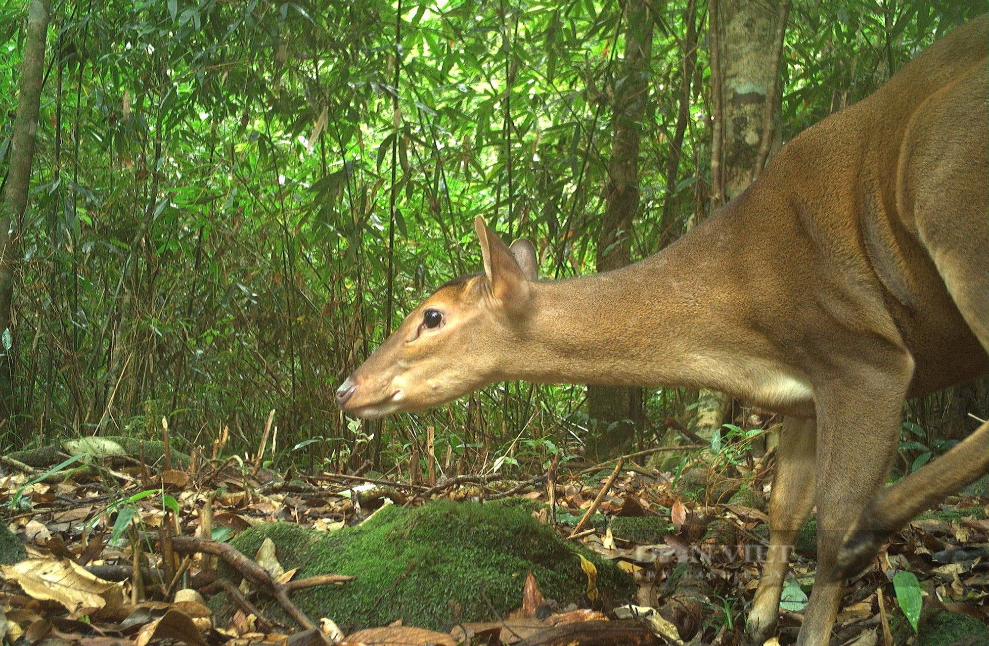 Ở khu rừng rậm nổi tiếng Hà Tĩnh thấy động vật hoang dã lạ mắt đi giữa ban ngày, đi trong đêm tối thế này- Ảnh 2.