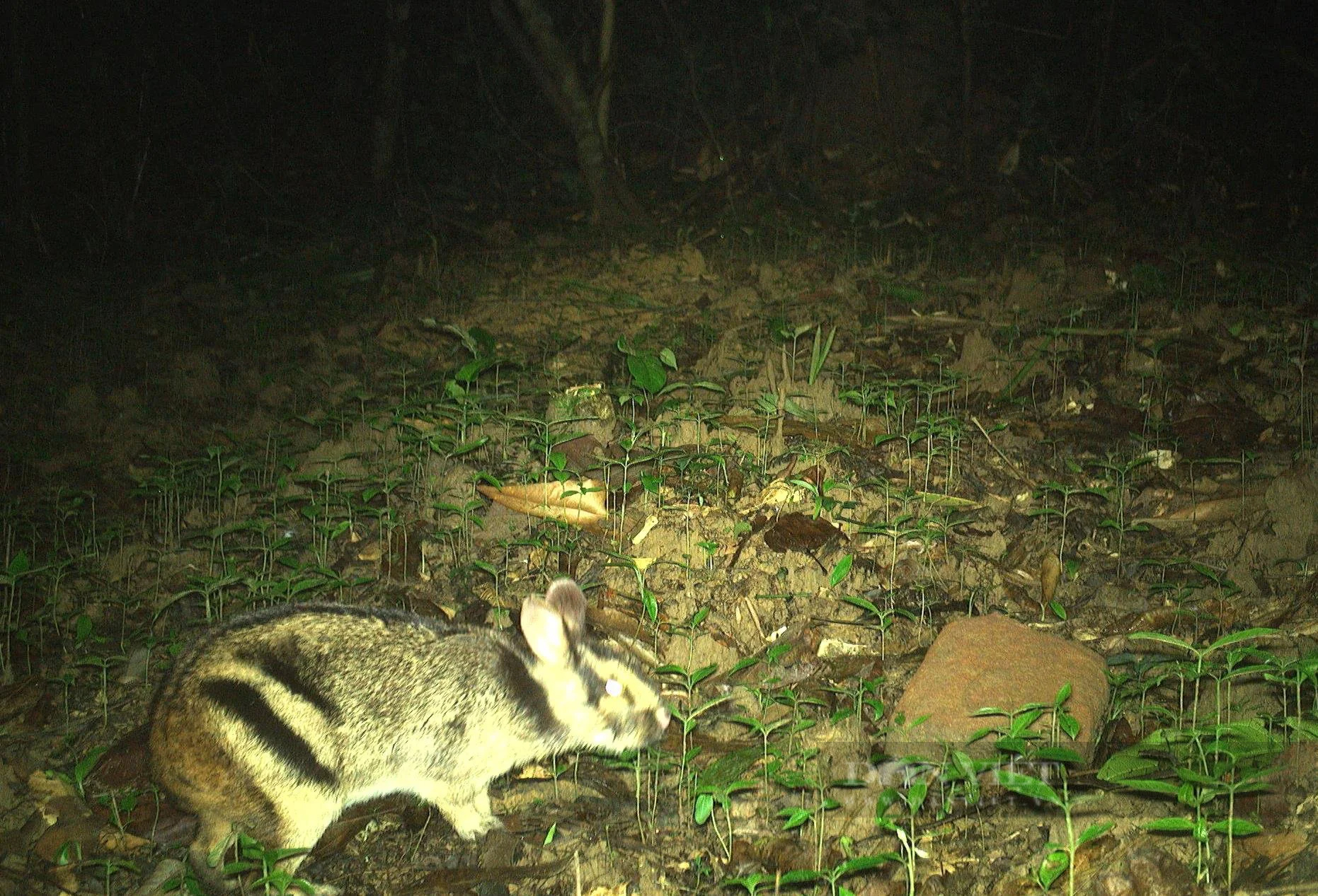 Ở khu rừng rậm nổi tiếng Hà Tĩnh thấy động vật hoang dã lạ mắt đi giữa ban ngày, đi trong đêm tối thế này- Ảnh 4.