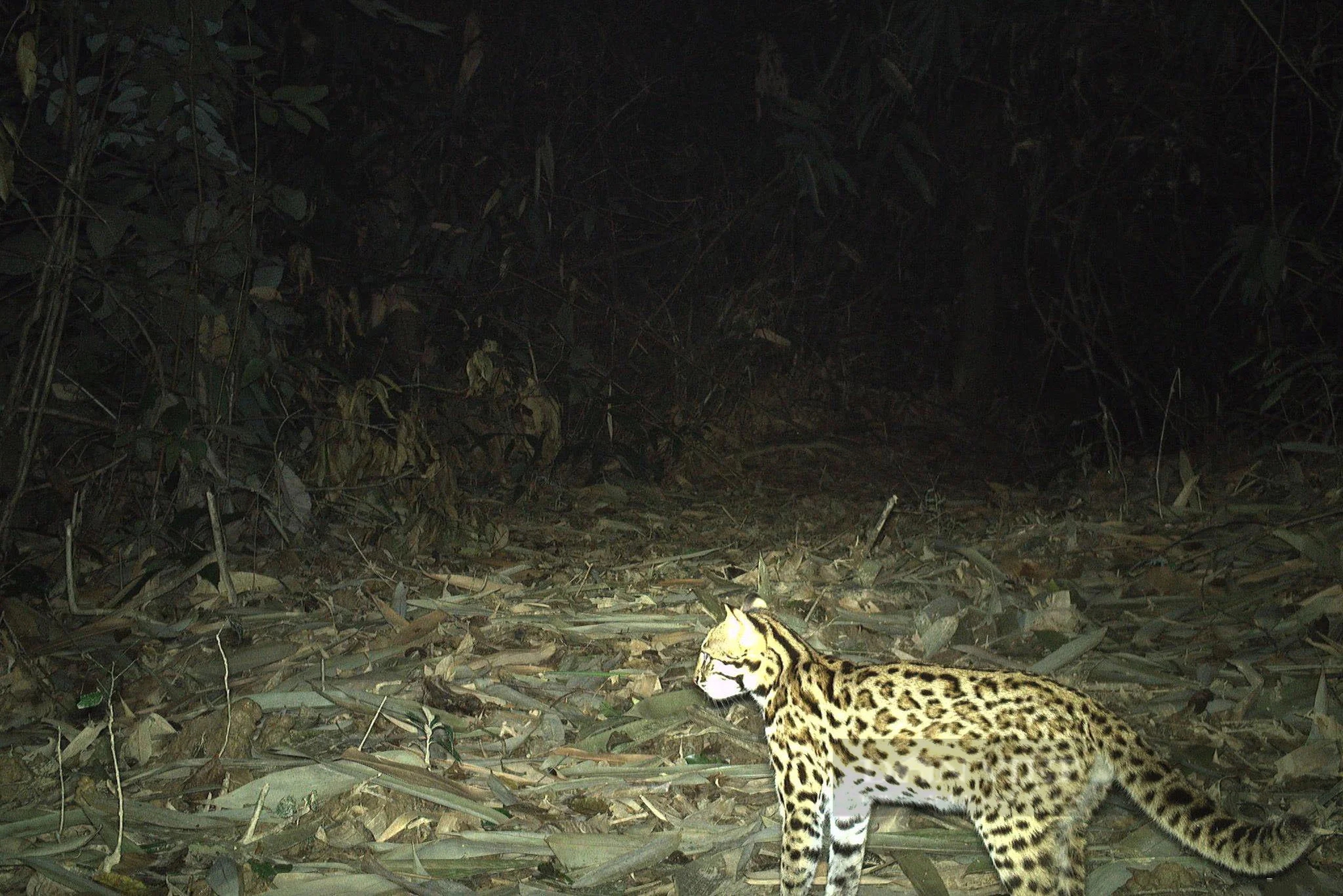 Ở khu rừng rậm nổi tiếng Hà Tĩnh thấy động vật hoang dã lạ mắt đi giữa ban ngày, đi trong đêm tối thế này- Ảnh 5.