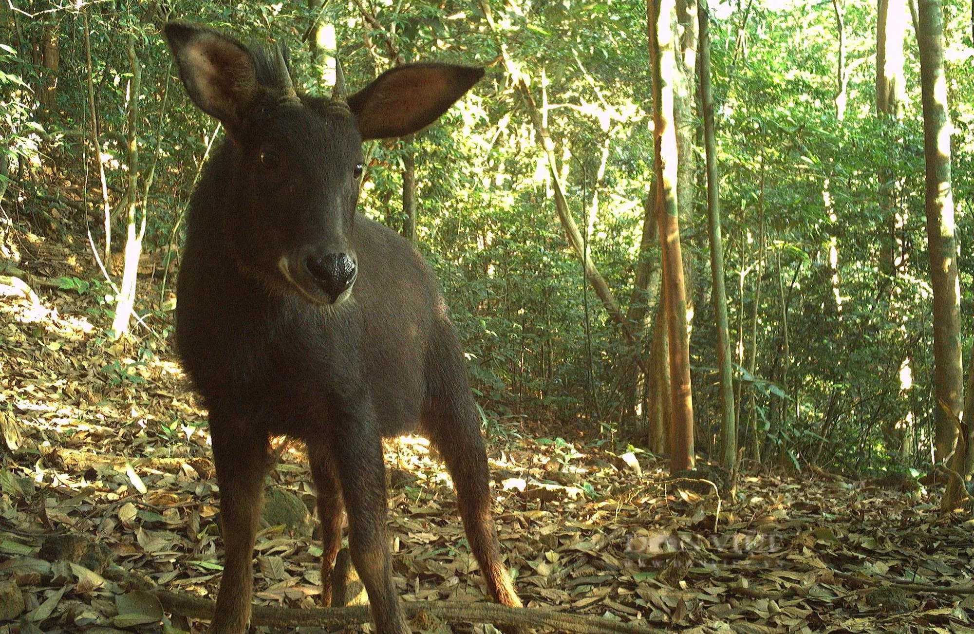 Ở khu rừng rậm nổi tiếng Hà Tĩnh thấy động vật hoang dã lạ mắt đi giữa ban ngày, đi trong đêm tối thế này- Ảnh 8.