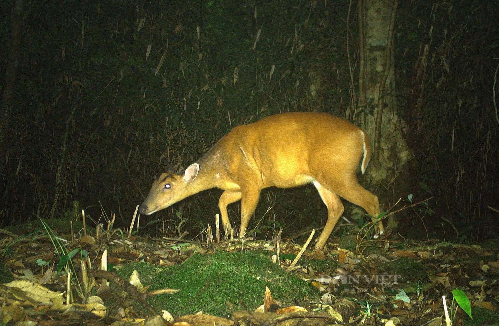 Ở khu rừng rậm nổi tiếng Hà Tĩnh thấy động vật hoang dã lạ mắt đi giữa ban ngày, đi trong đêm tối thế này- Ảnh 9.