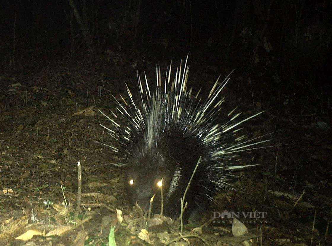 Ở khu rừng rậm nổi tiếng Hà Tĩnh thấy động vật hoang dã lạ mắt đi giữa ban ngày, đi trong đêm tối thế này- Ảnh 10.