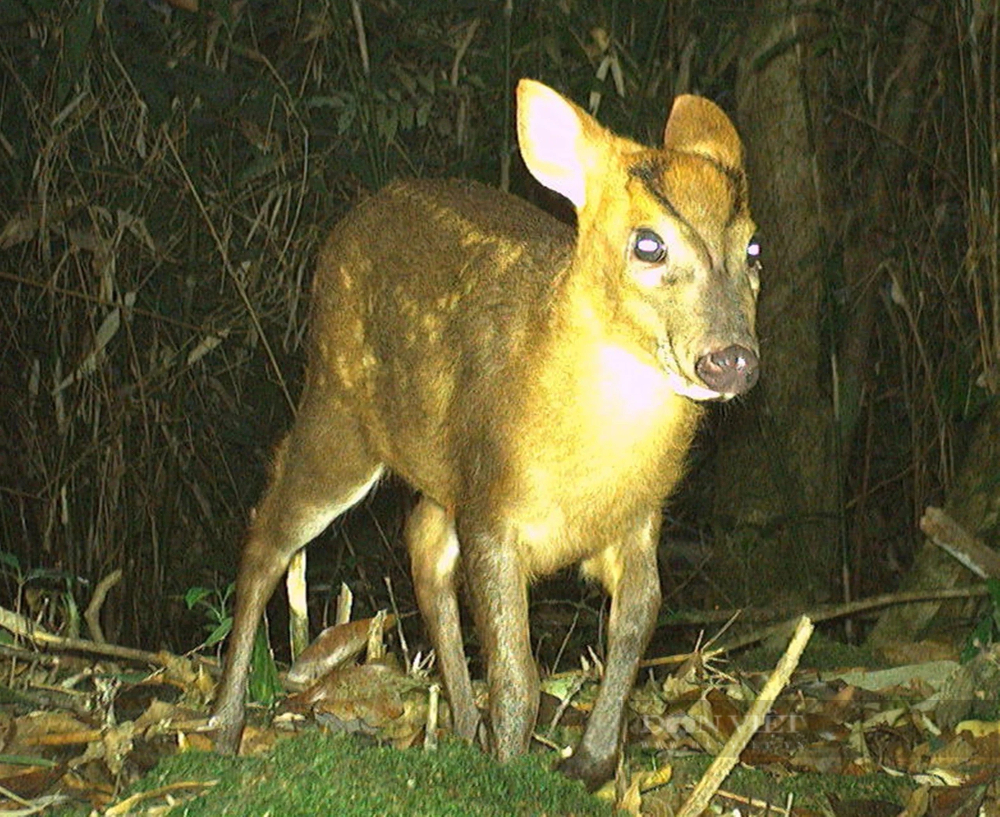 Ở khu rừng rậm nổi tiếng Hà Tĩnh thấy động vật hoang dã lạ mắt đi giữa ban ngày, đi trong đêm tối thế này- Ảnh 15.