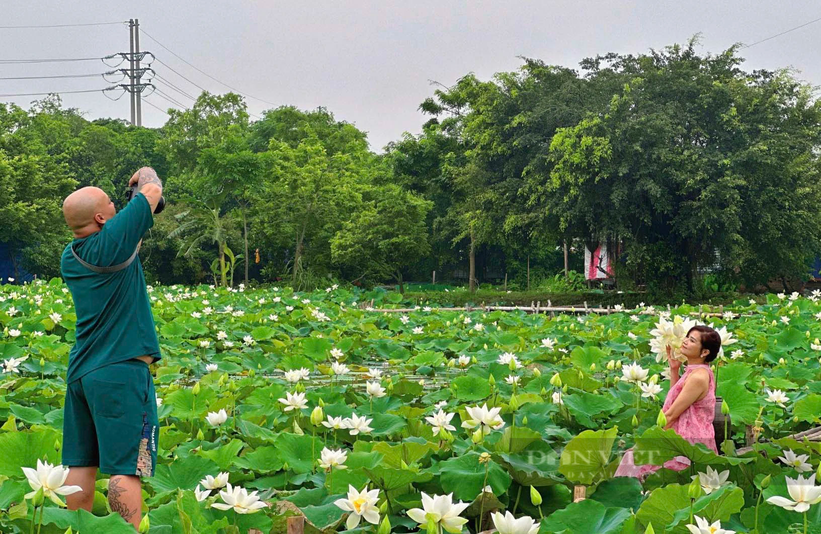 Hàng nghìn bông sen trắng khoe sắc hút du khách check-in ở Hà Nội- Ảnh 9.